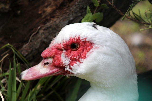 公牛队将背靠背挑战猛龙队，力争延续本赛季的3连胜！​.