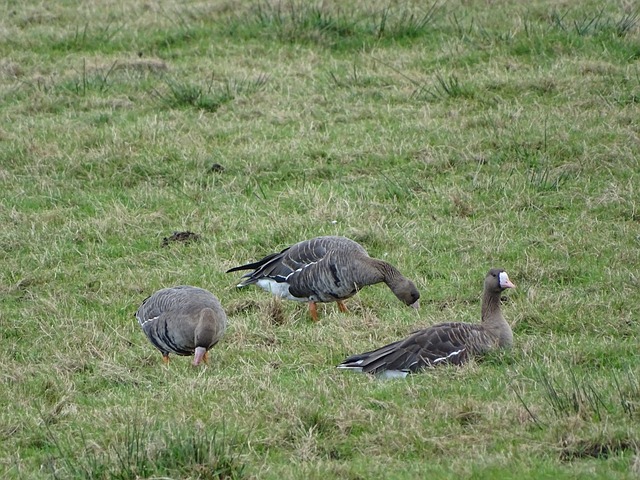 却成为了另 却成为了另