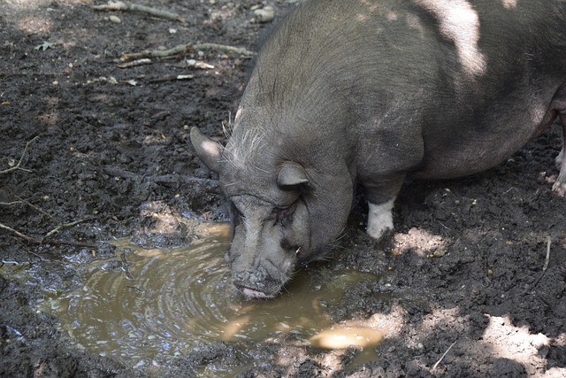 卢茨基严厉 卢茨基严厉