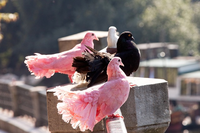 由與影響 由與影響